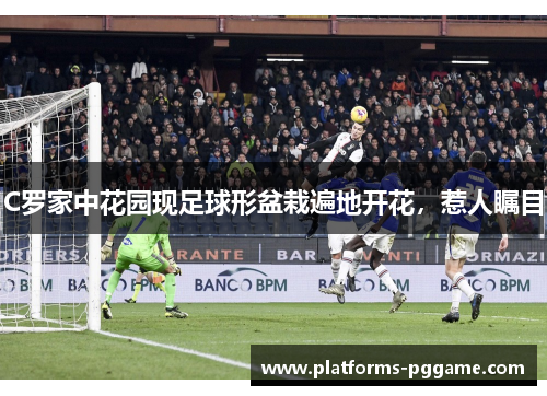 C罗家中花园现足球形盆栽遍地开花,惹人瞩目 C罗家中花园现足球形盆栽遍地开花,惹人瞩目